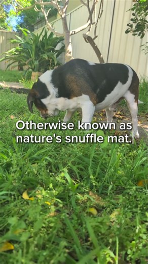 Grass...or as I call it, nature's snuffle mat! 🌱 Keep it real simple, throw a handful of treats in the grass and you've got yourself a super easy and enjoyable activity for your dog. 🐶 Encourages decompression and relaxation through sniffing. 🐶 Great for lowering adrenaline levels, I like it for the end of walks because you can start moving your dog out of go-go-go energy levels. 🐶 Can be used as distraction and to redirect anxious energy - as long as you make sure you are a comfortable and 