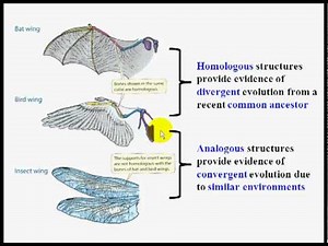 Macroevolution Patterns.pptx.mp4
