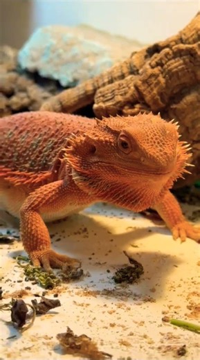 alimentos de Dragão barbudo #dragaonegro #reptiles