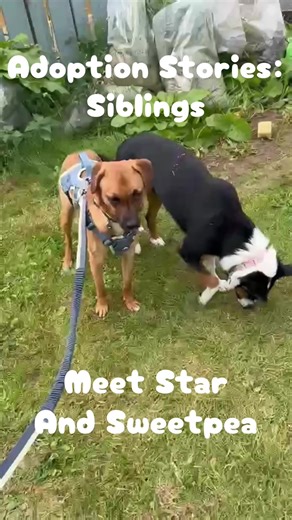 Adoption Stories: Siblings Meet Star and Sweetpea! Two siblings with a sad story to tell. Thank you to Jackie and her family for adopting the pair ❤️ #romanianrescuedogs #rescuedogsoftiktok #rescuedoglove #dogadoption #dogs
