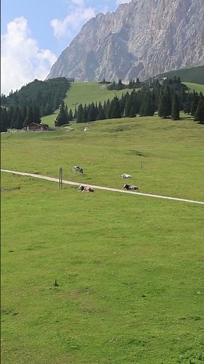 Webcam Ehrwald Feldernalm – Kühe auf der Alm mit Zugspitzblick 🐄🏔️