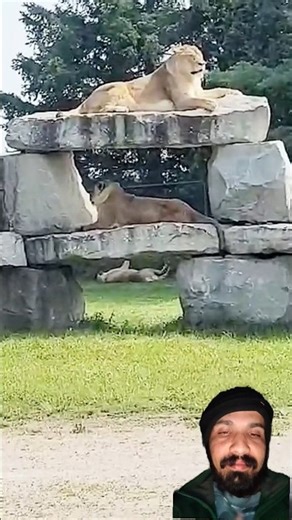 #pitbull #animals #facts #ytshorts #dogfacts #shortsvideo