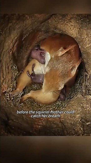 Mother squirrel gives birth #animals