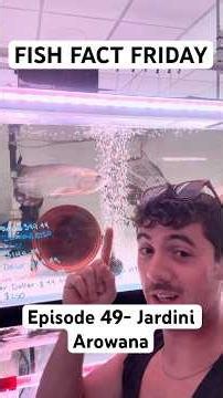 This Fish Keeps Its Babies in its Mouth!? #fishfactfriday