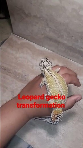 Leopard gecko size difference
