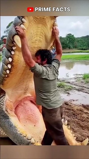 The World's Biggest Crocodile Ever Caught
