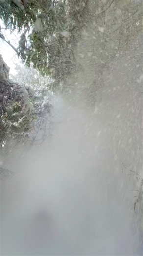 When you’re taking a video of snow and… squirrel! #Winter #winterwonderland #snowy #snow #snowfall #brrrr | Sarah Chisholm Photography