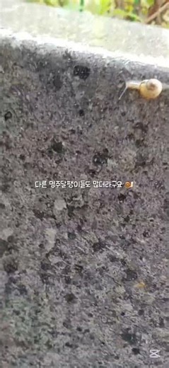 애기 달팽이도 키우고 싶어졌어요 .. ㅋㅎ#달집사 #달팽이 #명주달팽이 #일상 #달팽이명당 #관리자님이거추천어때요