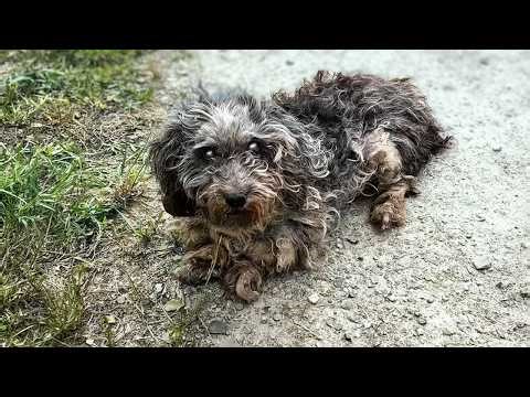 She Kept Walking… and Falling—What We Found Was Heartbreaking