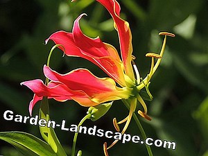 Växter: African Climbing Lily, Gloriosa rothschildiana - vård | 2025
