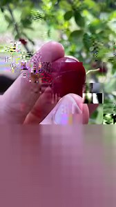 Malpighia emarginata also known as acerola cherry, Guarani cherry, Barbados cherry. In 100 grams (3.5 ounces), acerola fruit provides an exceptional content of vitamin C at some 20 times the Daily Value. #AcerolaCherryC #acerola #barbadoscherry #tropicalfruit #cherry | plantsages