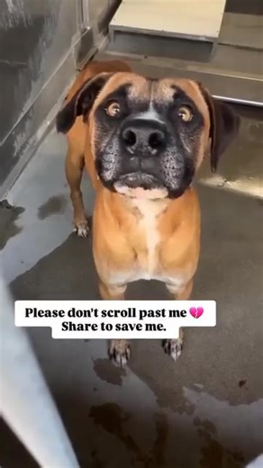 My name is Moose. I’m only 3 years old, a sweet boxer boy, and I’m running out of time. I’ve always tried to be on my best behavior here. When people walk past my kennel, I sit quietly, wagging my tail, hoping they’ll notice me. I don’t bark. I don’t cause trouble. I just want someone to see that I’m a good dog who’s ready to love. I used to have a kennel mate — he found a family. I was happy for him, but now it’s just me, waiting and hoping. They say I’ve caught a “doggy cold.” I still feel pla