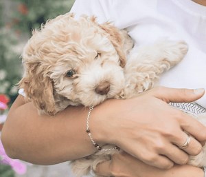Best Cockapoo Rescue Michigan - Full List