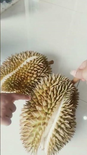 Durian harvest