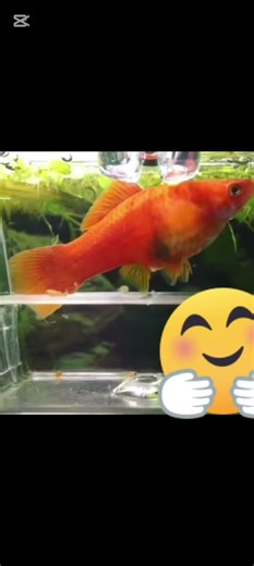 ​Baby Boom! 💥 Watch this Swordtail fish dropping fry! 🐠✨ #aquarium #fish #swordtail #srilanka