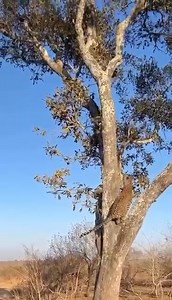 96K views · 243 reactions | The Pursuit: A Leopard's Chase In the...