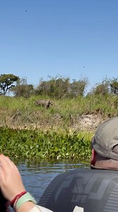 13 reactions | Guests photographing another Jaguar this morning. Early bird discounts available for 2025 Pantanal Safaris. #ontracksafaris email mysafari@ontracksafaris.com | On Track Safaris | Facebook