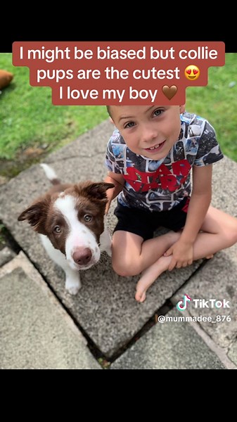Omg 🥹🤎 #hugothecollie #dogsoftiktok #borderbeardie #collie #colliepuppy #colliedog #colliepup #scottishtiktok