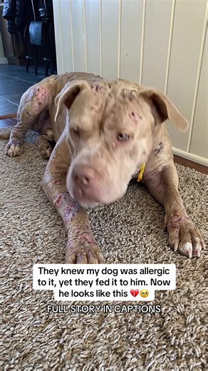 How I Healed My Dog's Severe Allergic Reaction