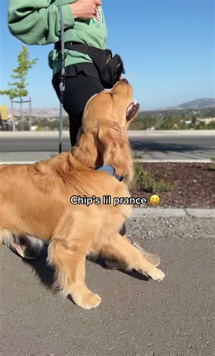 Training a Cute Dog to Prance | Funny and Adorable Video