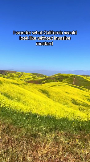Exploring California's Invasive Mustard Plants