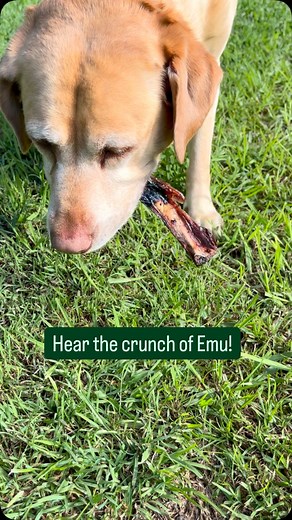 Why choose emu for your pets? 🐾 Because it’s lean, hypoallergenic, and packed with protein! 💪🦴 Emu is a novel protein that’s gentle on sensitive tummies, rich in iron and B12, and perfect for dogs and cats needing a break from the usual meats. 🐶🐱 Bonus: most pets go absolutely wild for the taste! 😋 Available for a limited time only—get it while stocks last! ⏳ #NaturalPetTreats #EmuForPets #HealthyPetsHappyPets #FarmerPetes #AussieMade #DogTreatsAustralia #CatTreatsAustralia #NovelProtein #