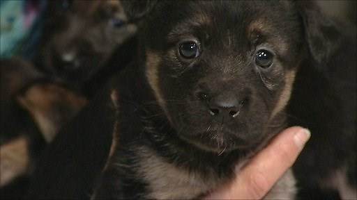 Dog rescue centre needs new homes