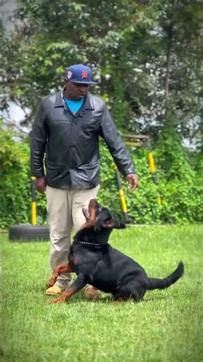 Rottweiler training set basic commands #rottweiler #rottweilerdog #rottweilerdog #doublecoat #rottwe