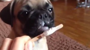 2.9K views · 431 reactions | Pug is eating the ice-cream | BuzzSharer Pugs | Facebook