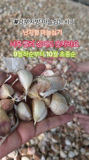 남부지방 마늘심는 시기 #마늘심는시기 #마늘종자 #마늘농사 #shorts