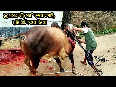 Huge Kurbani cow Done by Professional Butcher, || 2018 Kurbani Eid ||