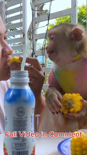 assemblage of high-quality Lyly video... Monkey Lyly's morning routine is calm......... #Monkeylyly #Monkey #Babymonkey #Viralmonkey | Monkey LyLy Famliy