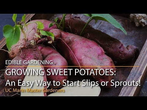 Growing Sweet Potatoes Part 1: An Easy Way to Start Slips or Sprouts!