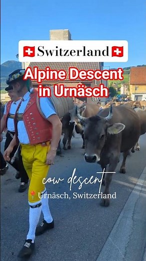 Alpine Descent 🐮 Urnäsch, Switzerland #cowparade #alpabfahrt #switzerland