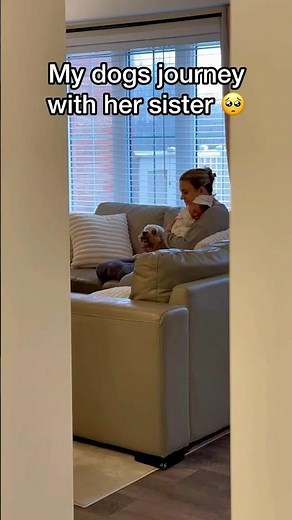 Mini Cockapoo Has The Purest Love For Her Sister ❤️