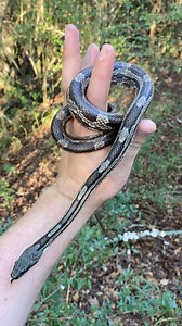 A gray rat snake, a black racer, and a donkey lol | Justin Doll