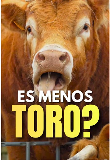 La verdad sobre los toros sin cuernos en el campo