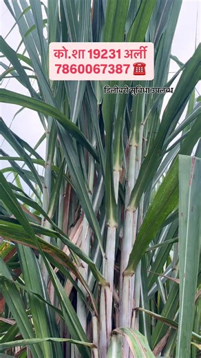 Simranjeet singh-kisan Adda on Instagram