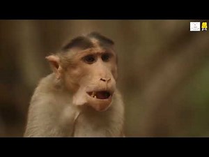 Adaptation (Telugu) I అనుకూలనాలు