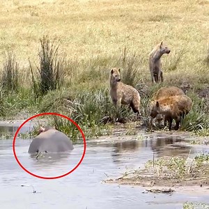 116K views · 1.7K reactions | Hyenas Surrounded The Hippopotamus To Land  Join our group : Animals Life . Thank you so much ❤ | Survival Animal | Facebook