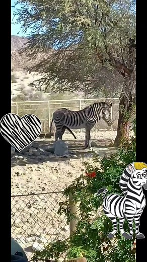 Zebra Mating Season: Witness the Flex of Wildlife