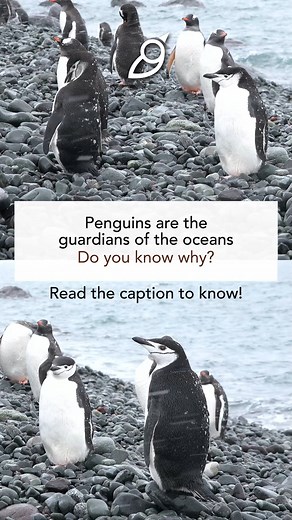 1.2K views | Is being cute a penguin’s only super-power? Definitely...