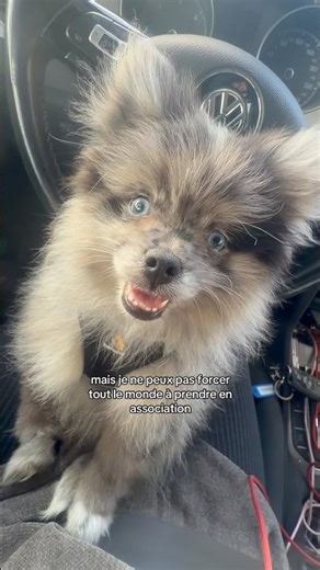 Team association, breeder, or both? 👀 #puppy #spitz