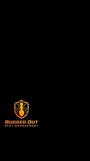 TERMITES 🐜 • Don’t let these silent destroyers damage your home. We provide fast, effective termite inspections and treatments across Perth. • Fun fact: Termites never sleep, they can eat 24/7! • Book your Timber Pest Inspection now from $220.00. • #buggedoutperth #joondalup #termites #termiteinspection #termiteperth #pestmanagement #pestcontrol #westernaustralia | Bugged Out Pest Management