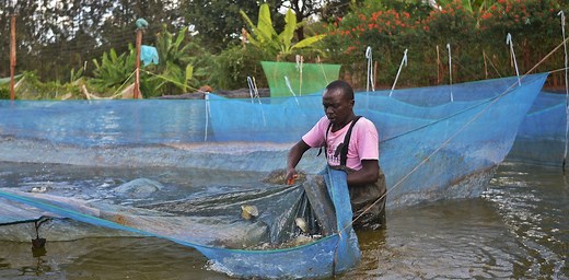 Farming fish in fresh water is more affordable and sustainable than in the ocean