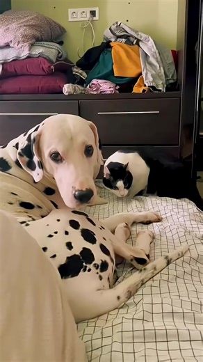 Cats and Dogs: The Perfect Pet Companions