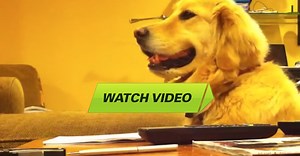 This Is What Happens When I Play Guitar For My Dog. Amazing!