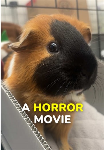 Editing My Guinea Pig Like a Horror Movie