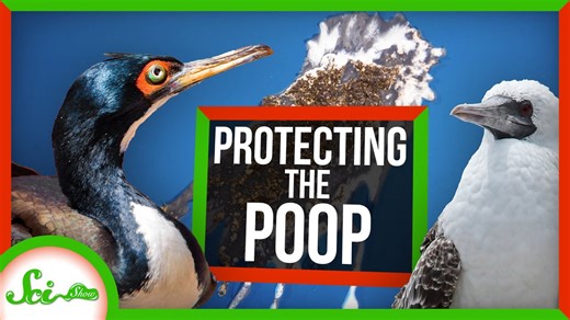 The First Conservation Efforts Protected… Poop?!
