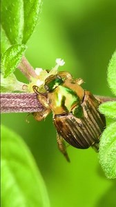 extreme closeup macro Videography #insects #macroperfection #nature #wildlife